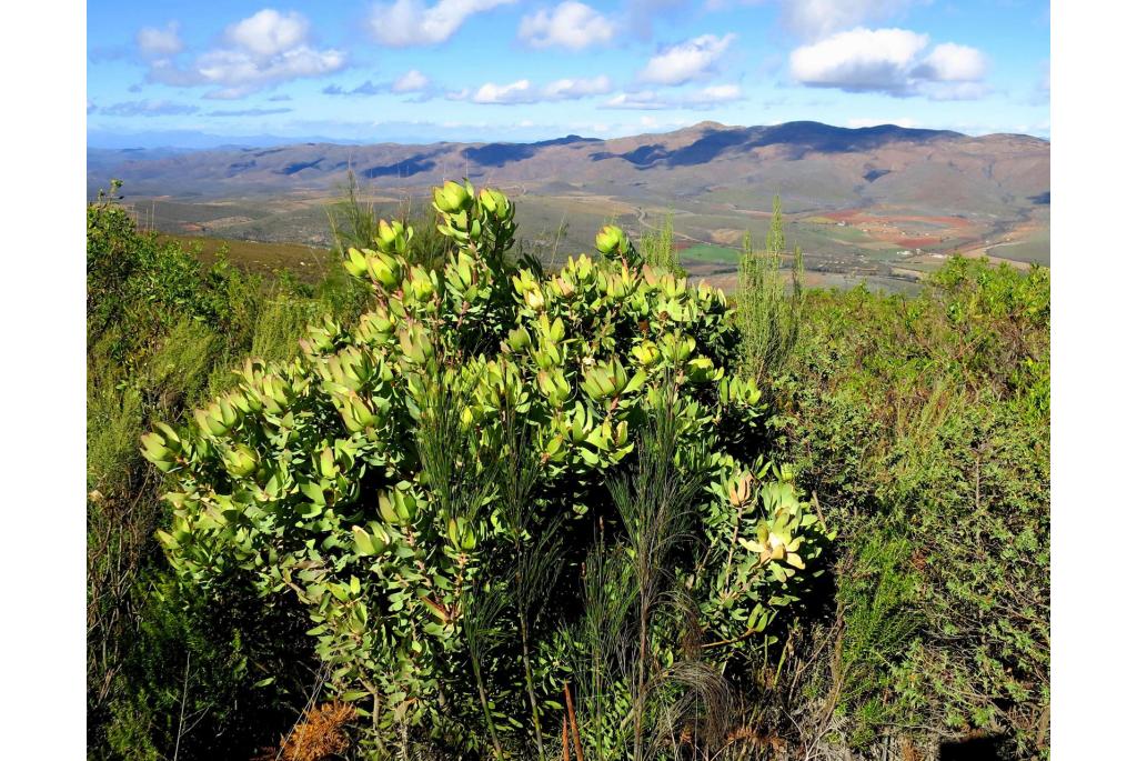 Gekleurde leucadendron