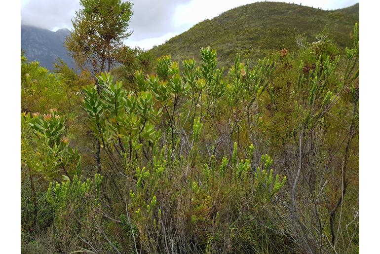 Leucospermum glabrum -4449