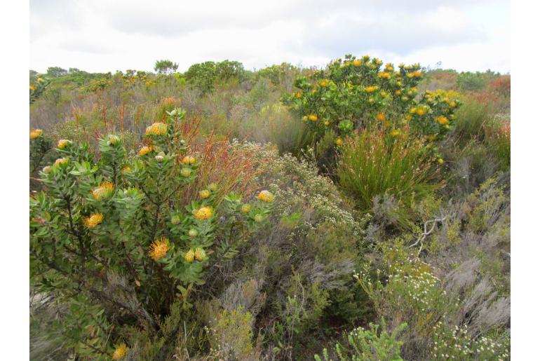 Leucospermum praecox -4454