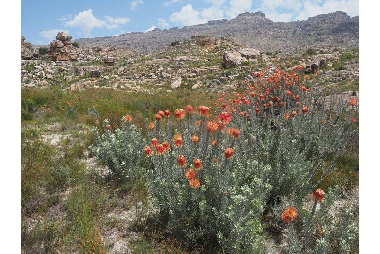 Leucospermum reflexum -4455