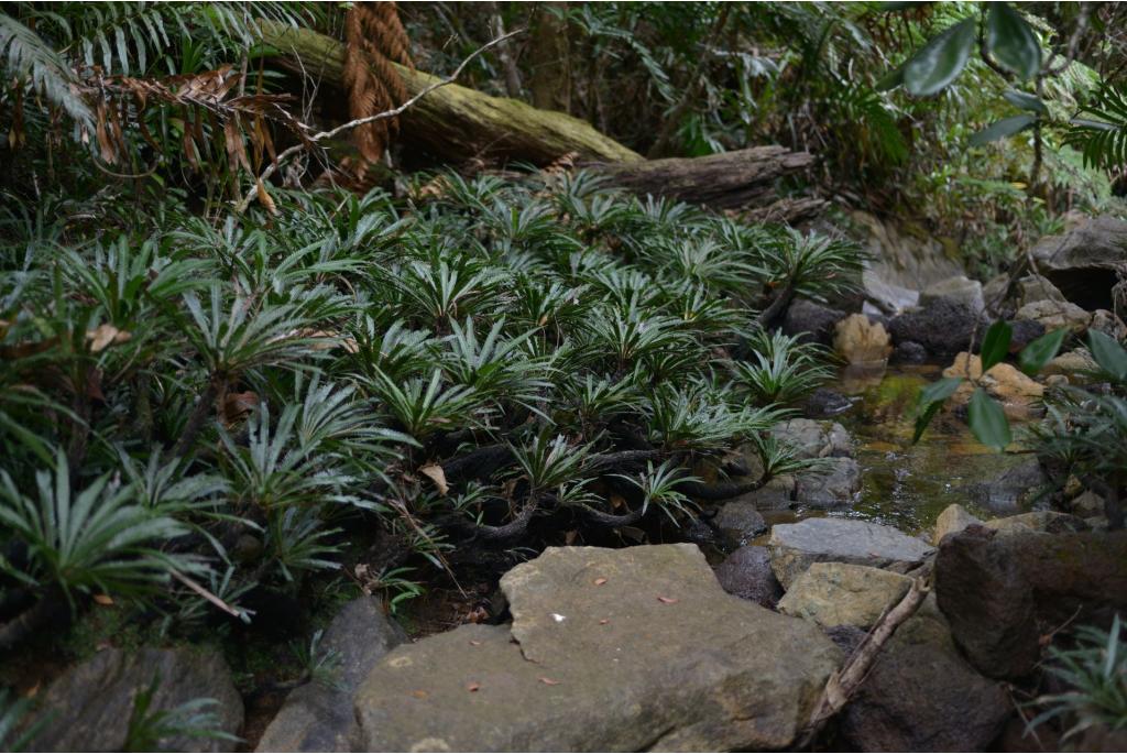 Stompe blechnum