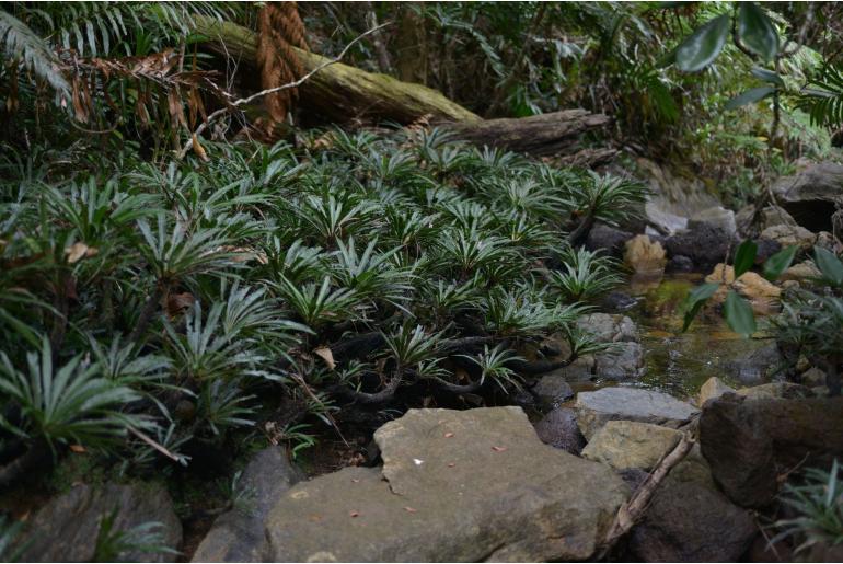 Blechnum obtusatum -4461