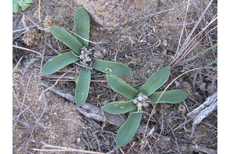 Lachenalia pusilla -4467