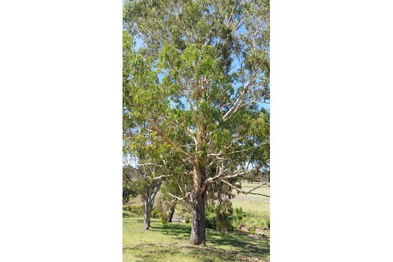 Eucalyptus nobilis -4474