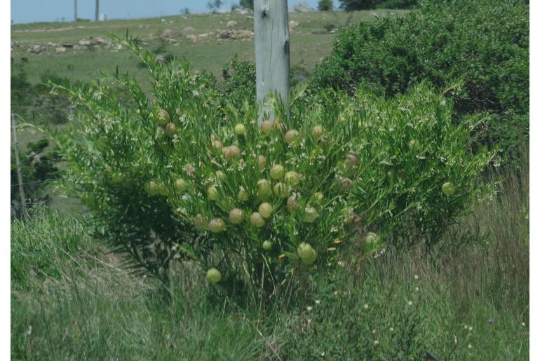 Gomphocarpus physocarpus -4481