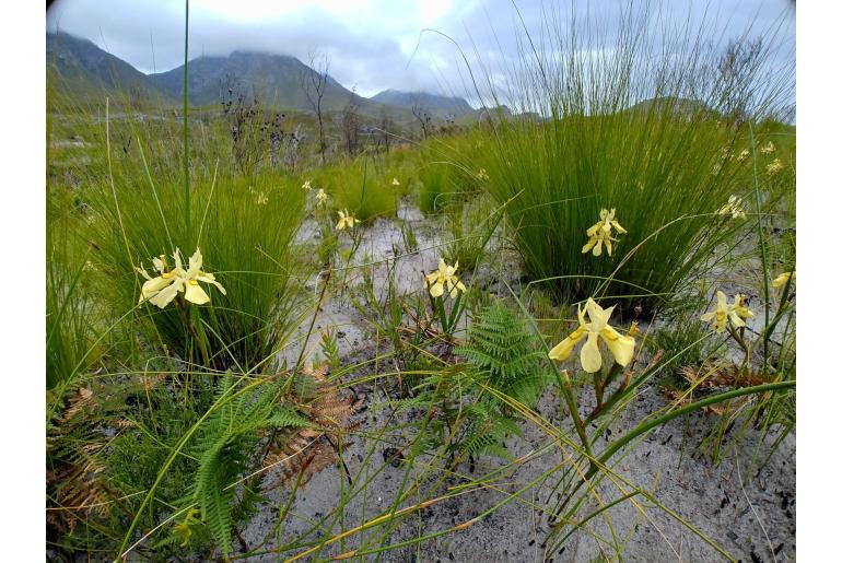 Moraea anomala -4519