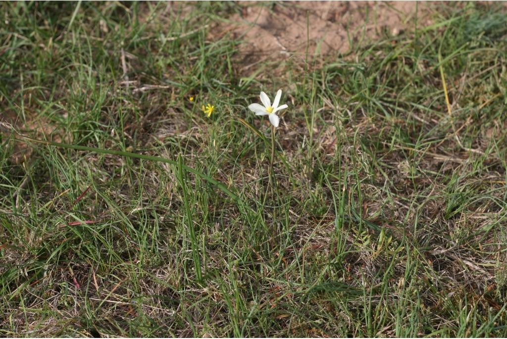 Britten's moraea