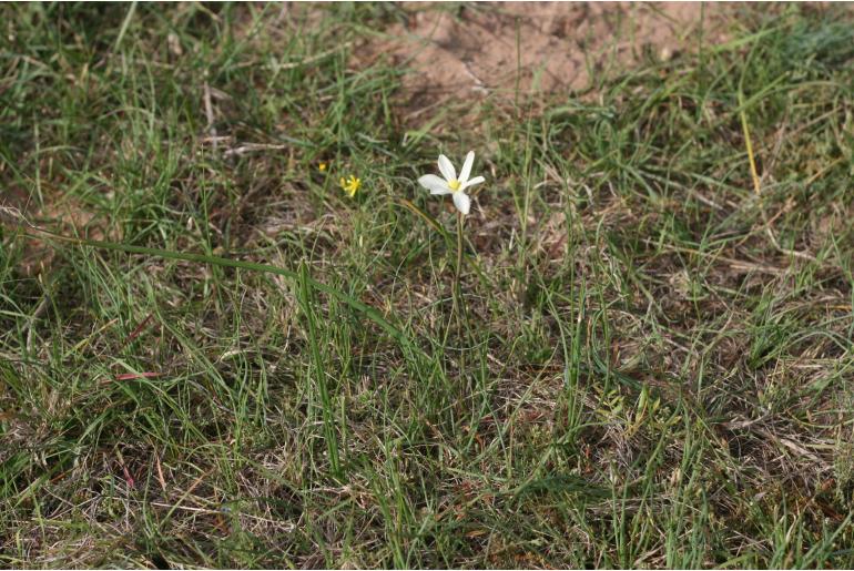 Moraea britteniae -4524