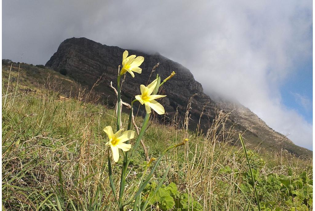 Kaapse tulp