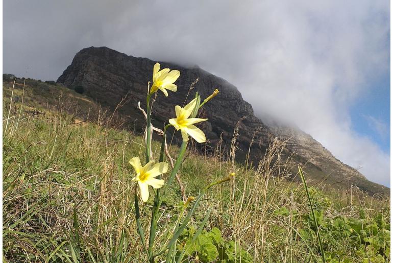 Moraea collina -4526