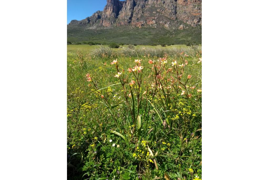 Roodkleurige moraea