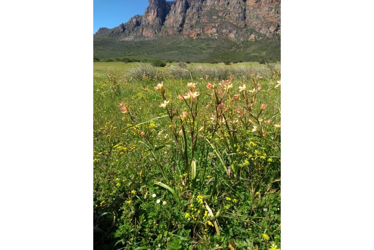 Moraea miniata -4542