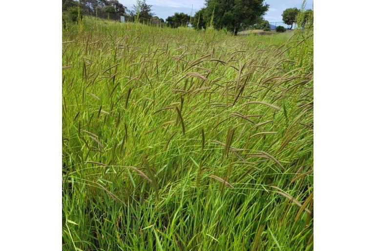 Hordeum brachyantherum -4566