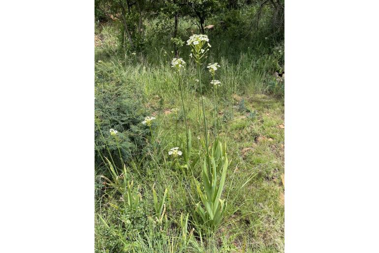 Ornithogalum saundersiae -4567