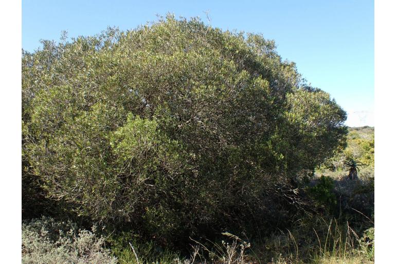 Olea exasperata -4582