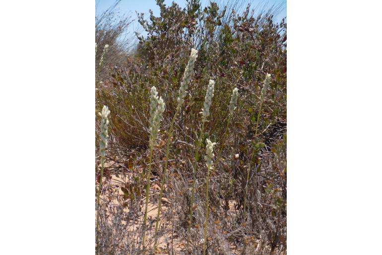 Ornithogalum conicum -4585