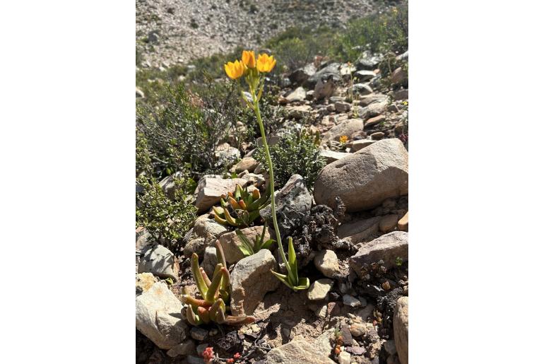 Ornithogalum dubium -4586