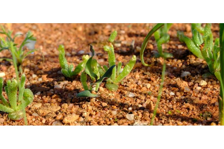 Ornithogalum hallii -4587