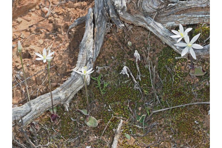 Ornithogalum hispidum ssp hispidum -4588