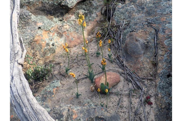 Ornithogalum maculatum -4591