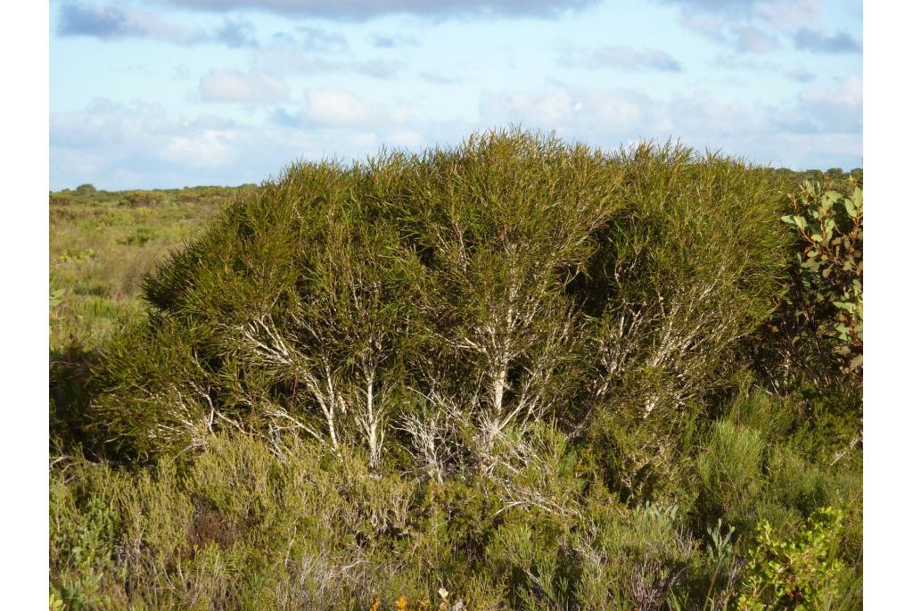 Borstel Eucalyptus