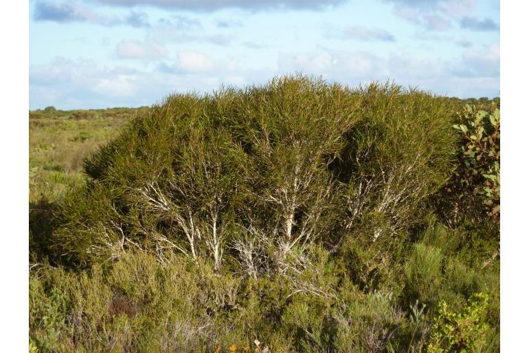 Eucalyptus angustissima -4609