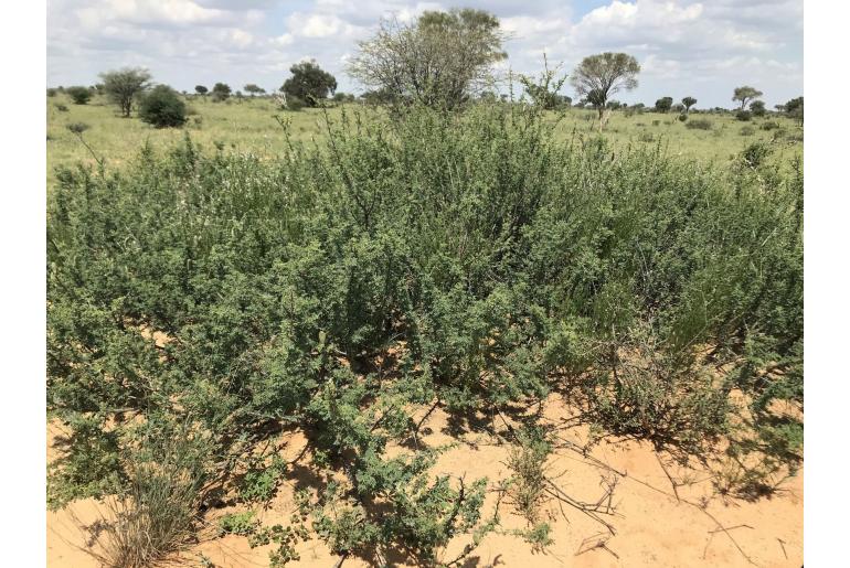 Vachellia hebeclada -4611