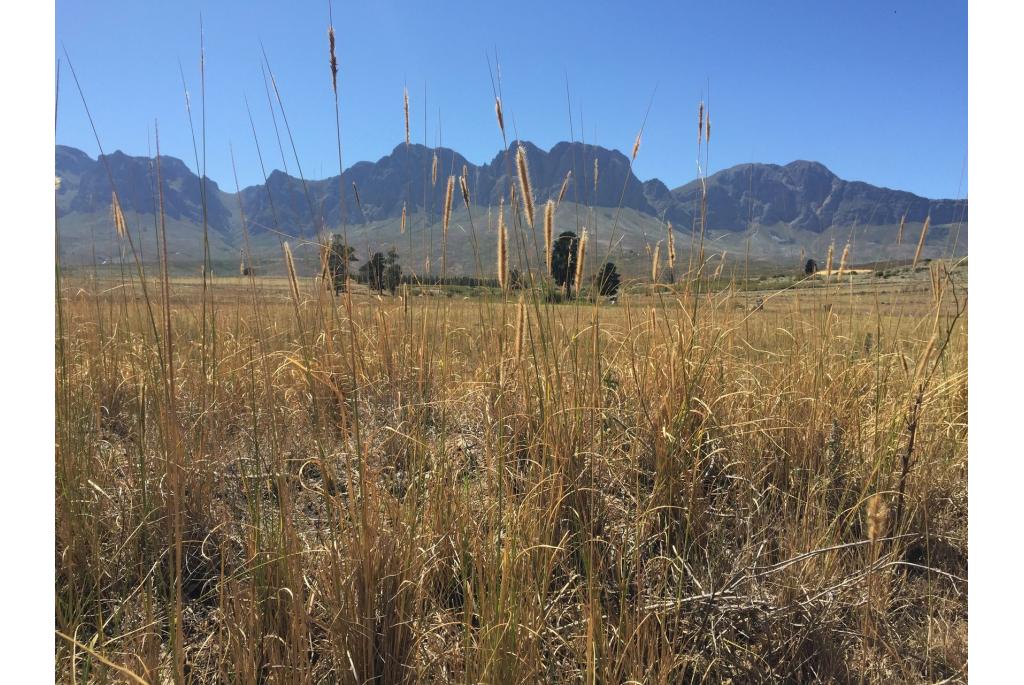 Afrikaans vedergras