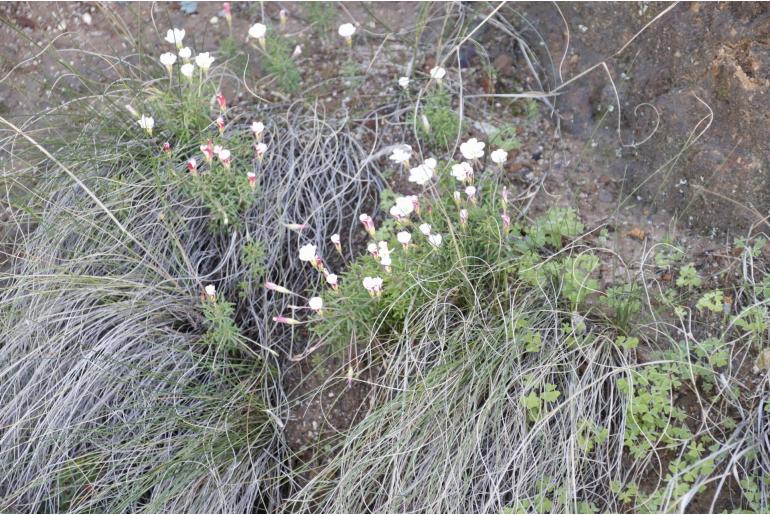 Oxalis versicolor -4622