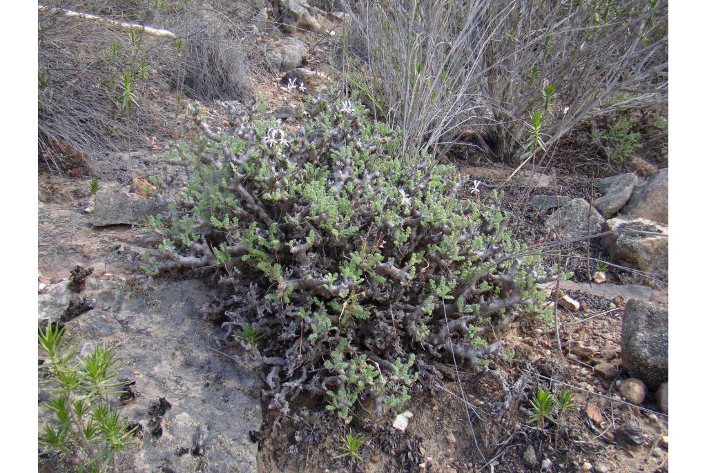 Afwisselende geranium