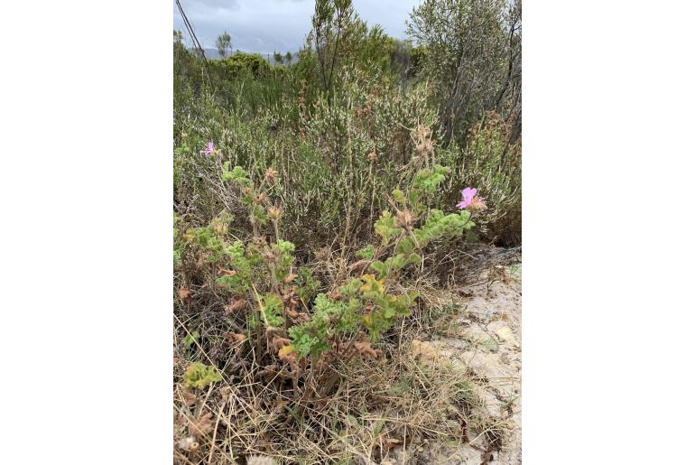 Pelargonium capitatum -4643