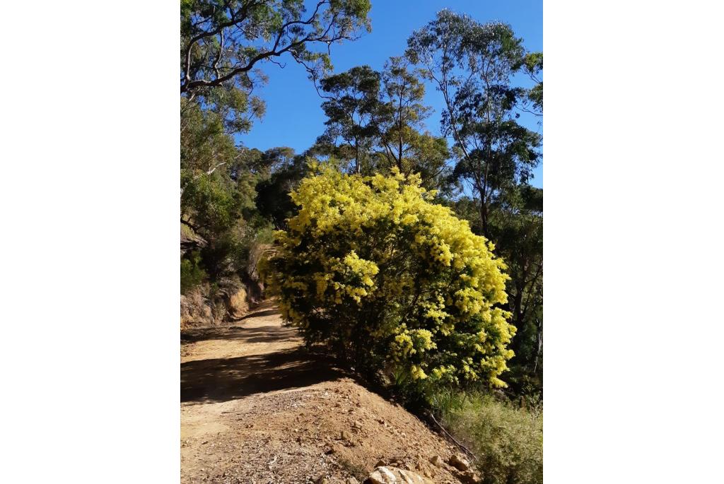 Gouden brisbane acacia 'dwergvorm'