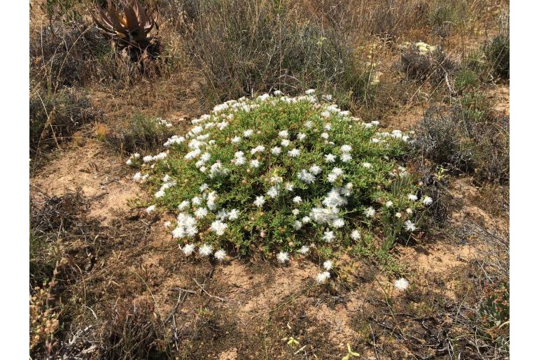 Mesembryanthemum splendens -4688