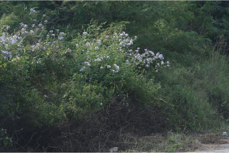 Plumbago auriculata -4694