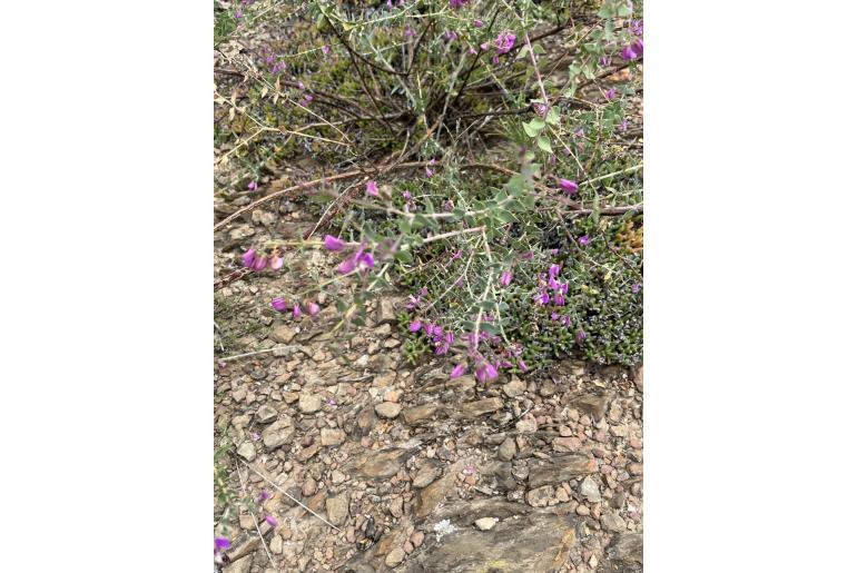 Polygala fruticosa -4705