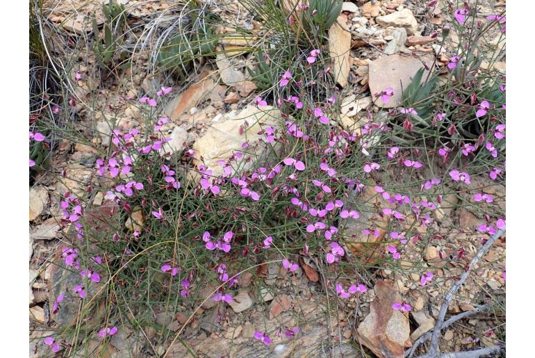 Polygala microlopha -4706