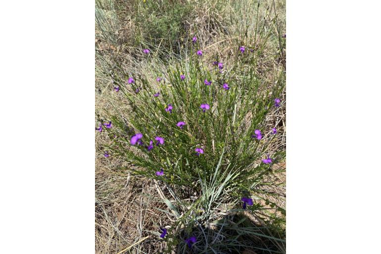 Polygala uncinata -4707