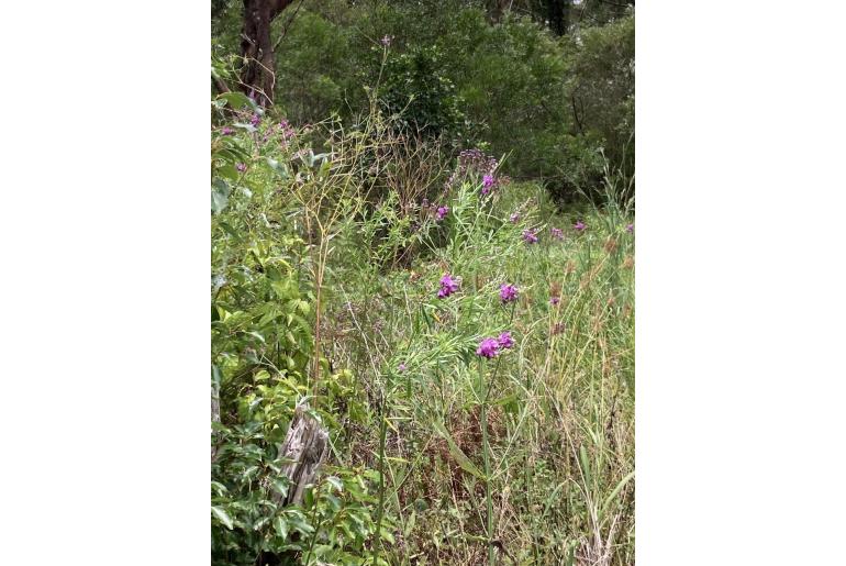 Polygala virgata -4708