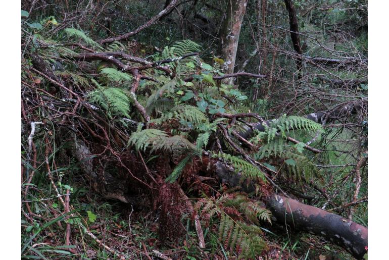 Polystichum pungens -4711