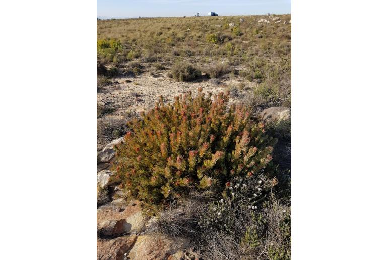 Protea canaliculata -4716