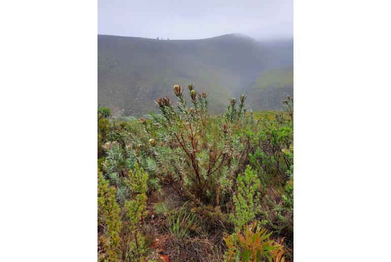 Protea coronata -4718