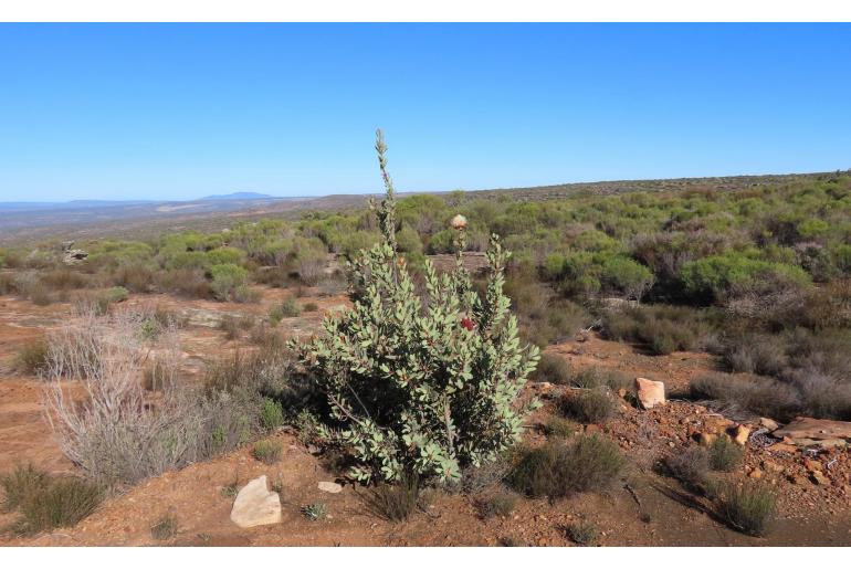 Protea glabra -4720