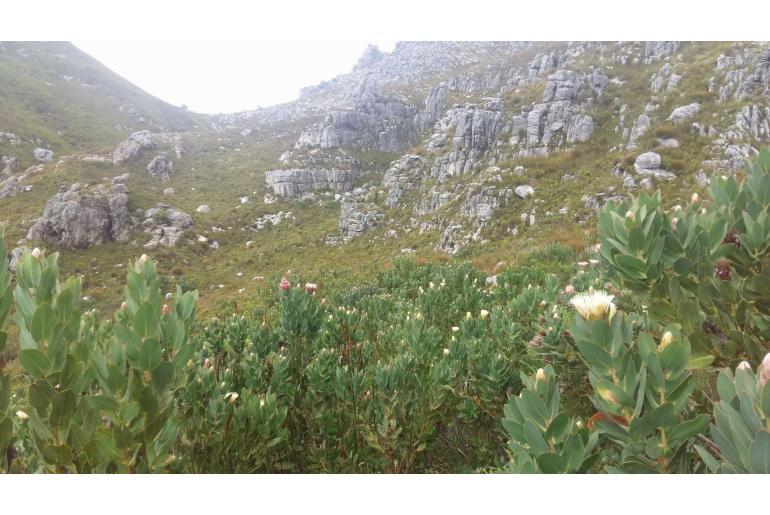 Protea lacticolor -4723