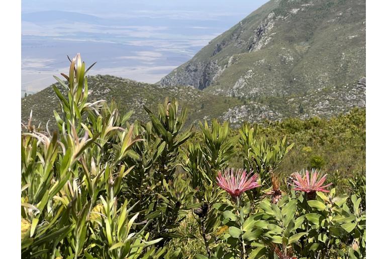 Protea aurea -4726