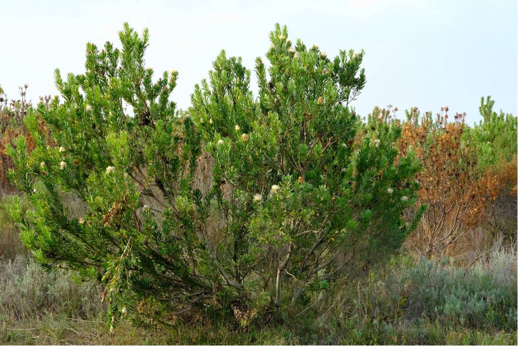 Lansbladige suikerbos