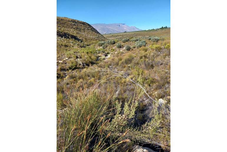 Protea laurifolia -4729