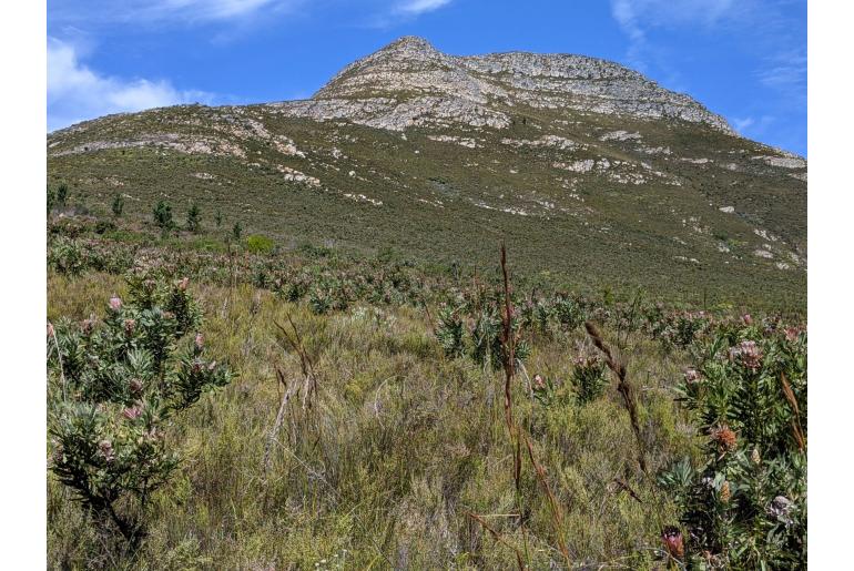 Protea neriifolia -4736