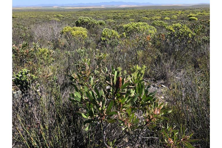 Protea obtusifolia -4737