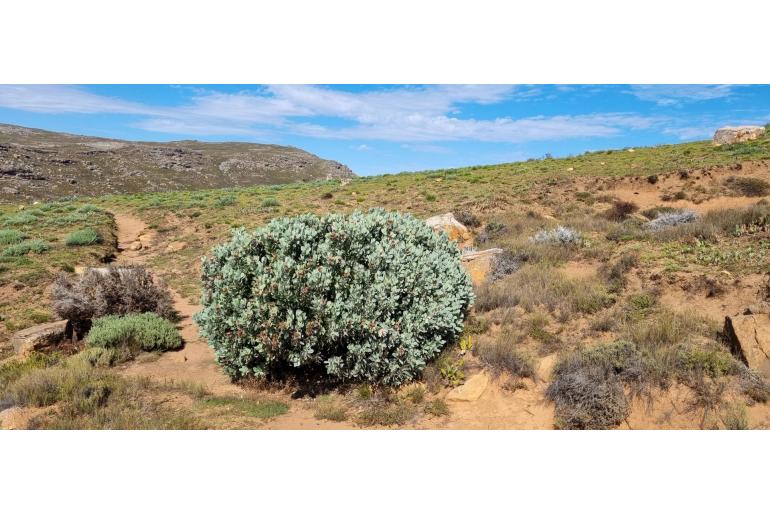 Protea punctata -4751