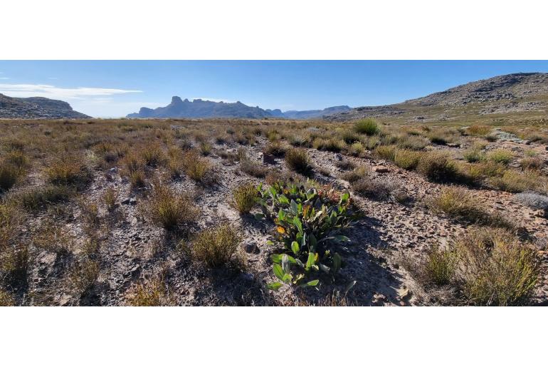 Protea scolopendriifolia -4755